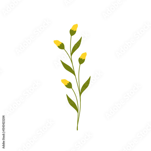 Illustration of yellow canola flower decoration. Minimalist flower illustration. Yellow flower illustration