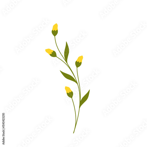 Illustration of yellow canola flower decoration. Minimalist flower illustration. Yellow flower illustration