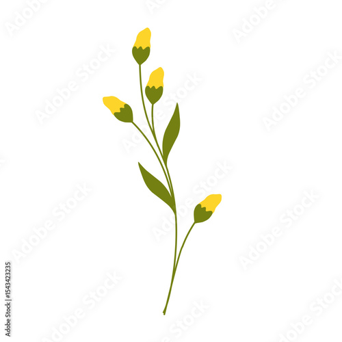 Illustration of yellow canola flower decoration. Minimalist flower illustration. Yellow flower illustration