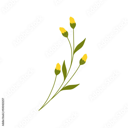 Illustration of yellow canola flower decoration. Minimalist flower illustration. Yellow flower illustration