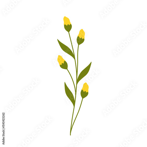 Illustration of yellow canola flower decoration. Minimalist flower illustration. Yellow flower illustration