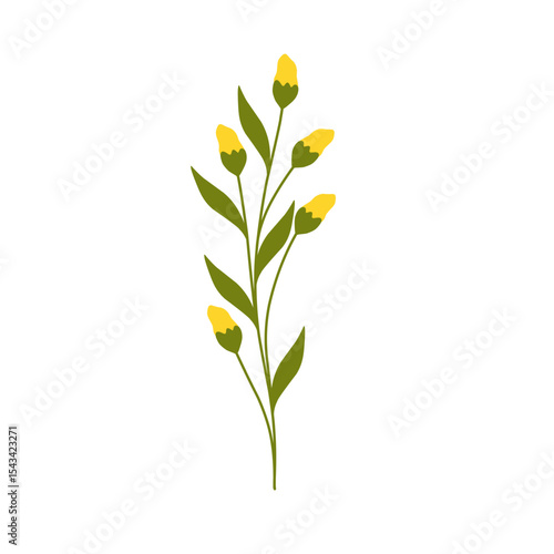 Illustration of yellow canola flower decoration. Minimalist flower illustration. Yellow flower illustration