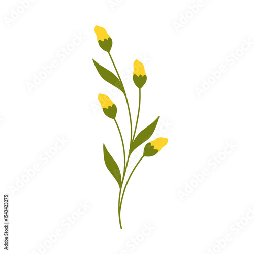 Illustration of yellow canola flower decoration. Minimalist flower illustration. Yellow flower illustration
