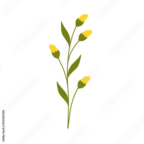 Illustration of yellow canola flower decoration. Minimalist flower illustration. Yellow flower illustration