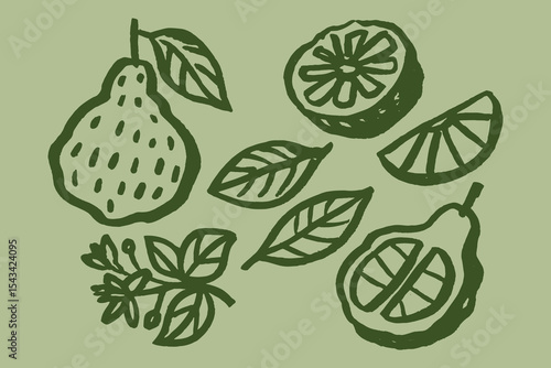 Bergamot fruit slices leaves naive ink sketch vector illustration