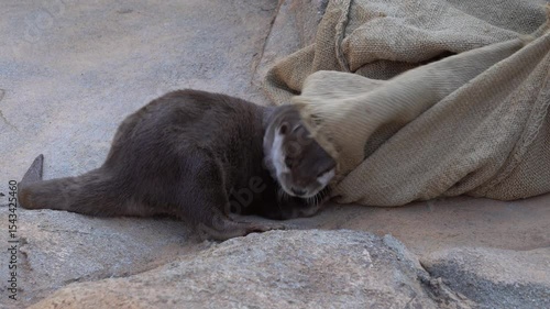 The Asian small-clawed otter (Aonyx cinereus) playing with a bag