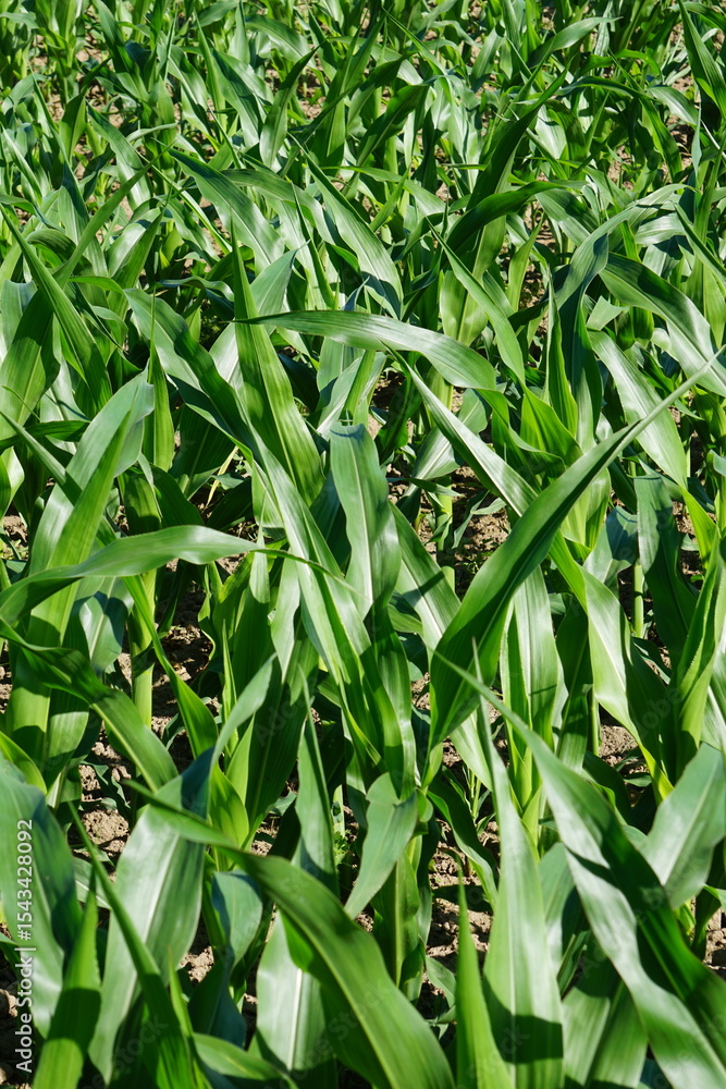 Obraz premium Maisanbau, Maisfeld, Körnerproduktion (Zea mays).