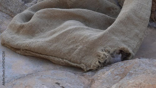Asian small-clawed otter (Aonyx cinereus), playing with a cloth bag