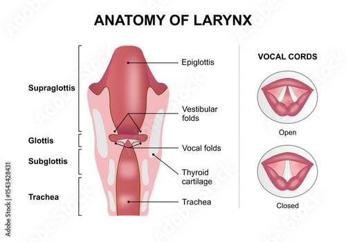 The Larynx Anatomy Illustration Vocal Cord