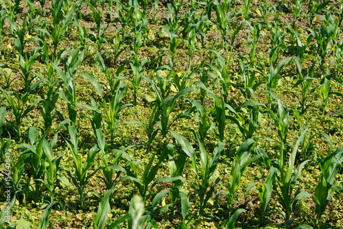 Auf einem Feld angebauter Mais.