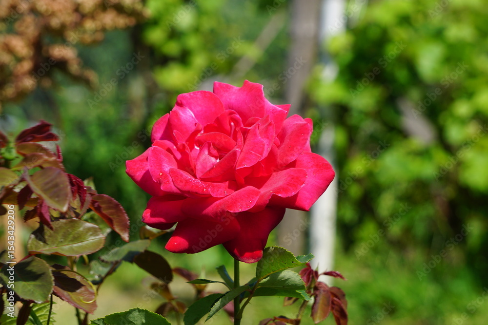 Fototapeta premium Blühende Rose, Rosenblätter mit intensiver Farbe (Rosa).