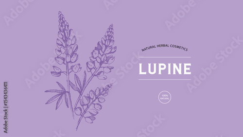 Hand drawn wildflower lupine sketch. Vector illustration of medical herb and flower. Natural cosmetics packaging design
