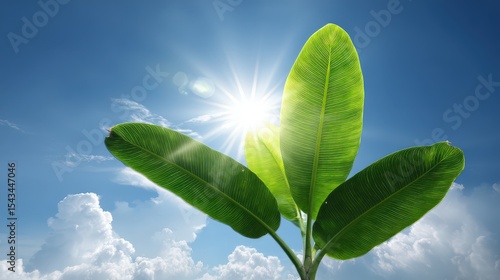 Bright Green Leaves with Sunlight and Blue Sky Background in Nature Scene
