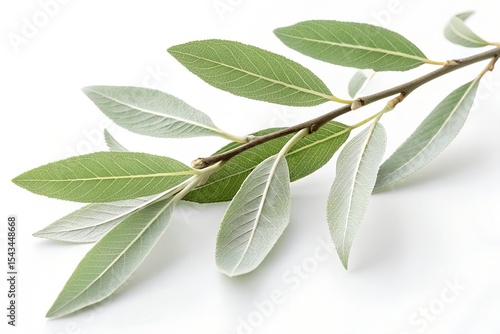 --salix tree on pure white background.