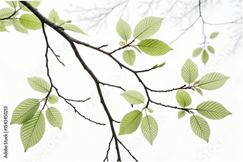 Fresh green leaves on a branch, isolated on white, embody the vibrant beauty of nature and the growth of a healthy plant