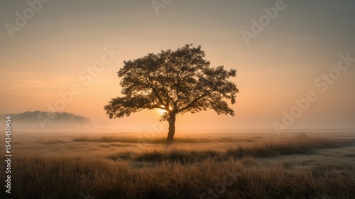 Wallpaper Mural Solitary tree in misty field at sunrise with peaceful atmosphere Torontodigital.ca