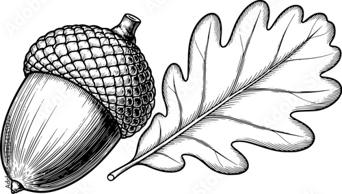 Detailed black and white acorn with oak leaf illustration. Vector illustration
