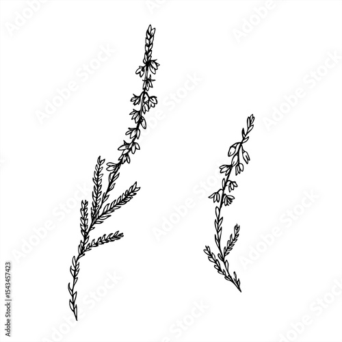 Monochrome vector two flowering heather branches line art painted by black inks. Nordic plant etching drawing for botanical design, wedding invitation, nature decor, textile pattern, organic product