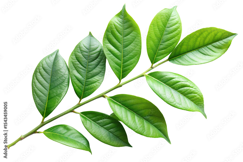 Obraz premium Vibrant green leaves on branch against PNG background studio shot close up, green leaves, leaves, branch, twig, foliage, black background, studio shot, close up, nature, plant, leaf, tropical, fresh, 