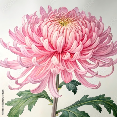 Fototapeta Naklejka Na Ścianę i Meble -  Pink mum tropical flower hand drown illustration watercolor petal 