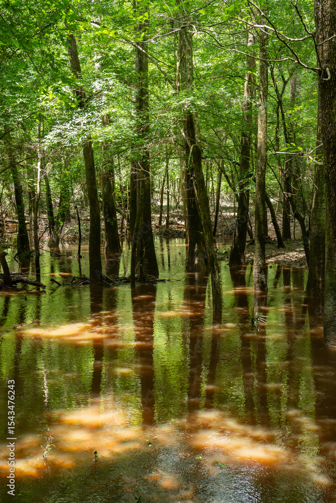 Fototapeta premium reflection in the water