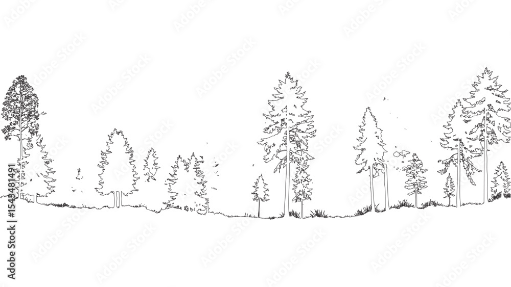 Fototapeta premium Black Silhouette of Pine Trees