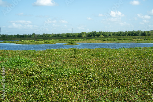 Cattail Marsh Scenic Wetlands in Beaumont, Texas