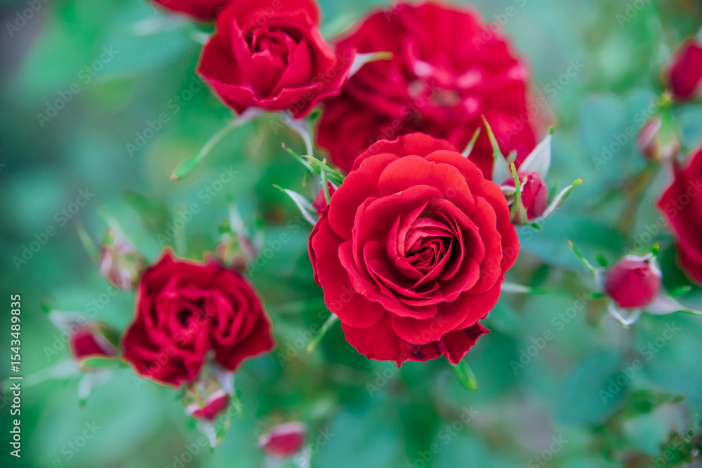 Pink garden rose on a bush in the summer garden. Juicy bright greenery, blurred background. Beauty is in nature. A blooming flower. Pink garden rose on a bush in the summer garden. Juicy bright greenery, blurred background. Beauty is in nature. A blooming flower.