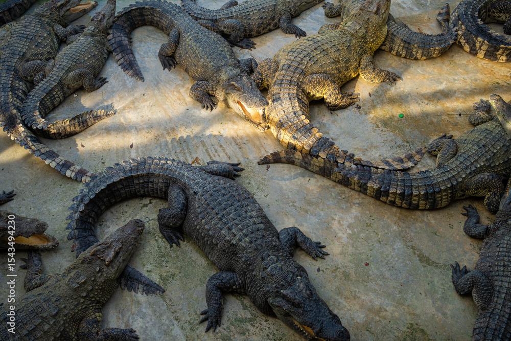 Fototapeta premium Group of crocodile lying relax in farm