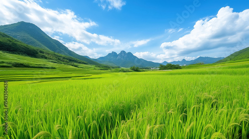 Lush green rice fields stretching toward distant blue mountains under a bright sky with fluffy clouds, scenic countryside landscape, vibrant summer nature, tranquil agricultural view