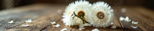 A whimsical dandelion clock centerpiece, delicate white petals and fluffy seeds, rustic wooden table, romantic, ethereal wedding details , airy, style, soft