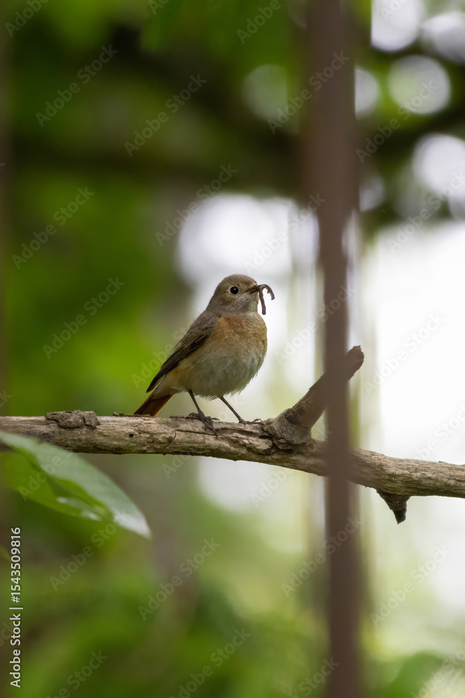 Fototapeta premium Female Redstart perched on a branch