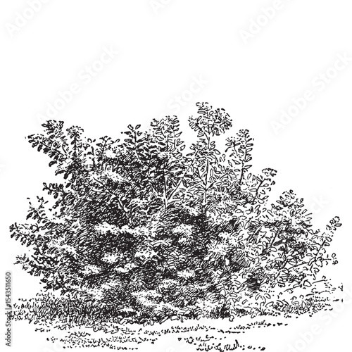 Cornus Stolonifera Vintage Illustration⁠
