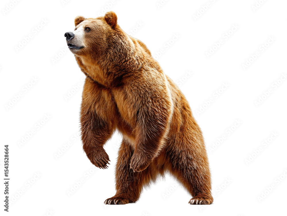 Obraz premium Majestic Bear in Contemplation: A powerful grizzly bear stands tall, its gaze directed towards the sky, embodying strength, wildness, and a moment of reflection.