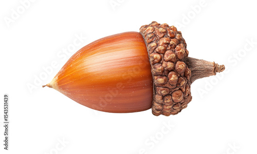 Single acorn isolated on white, transparent background.