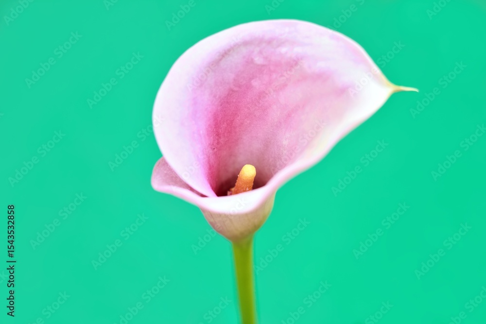 Fototapeta premium Flower head of pink calla lily Zantedeschia aethiopica against green background. Soft focus against green background after the rain.