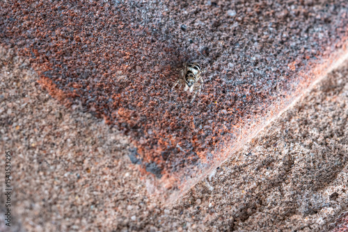 Fotografie Macro of Zebra Jumping Spider (Salticus scenicus)