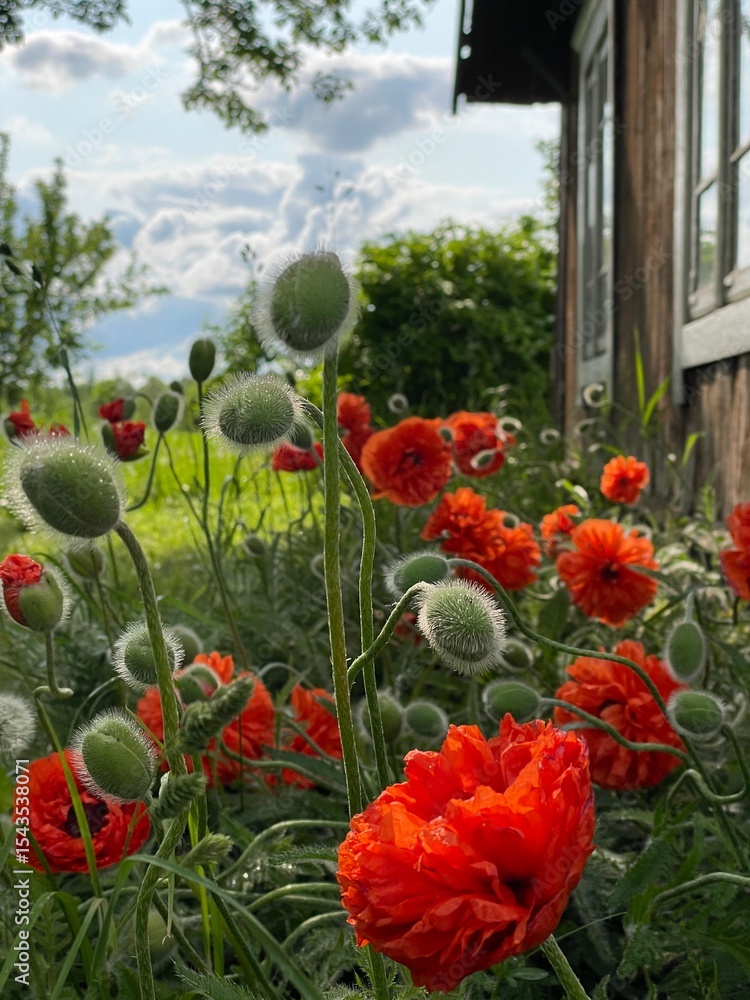 Obraz premium Red Poppy flowers in the garden
