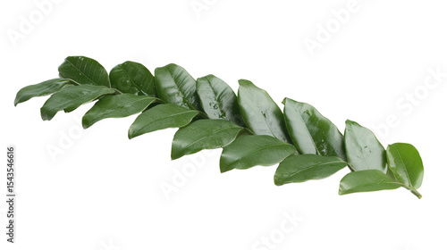 Rare Zamia amazonum leaf form Transparent background, PNG file