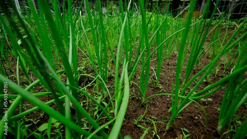 Slowly moving camera backward through very young organic onions growing in garden bed rich in soil