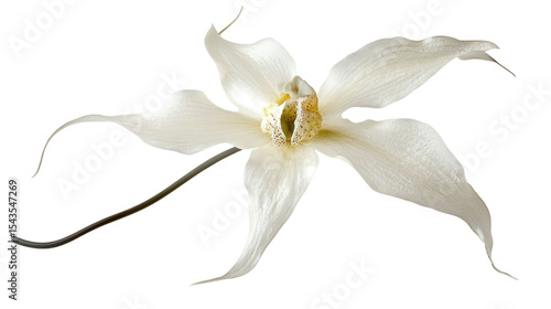 Rare ghost orchid flower Transparent background, PNG file