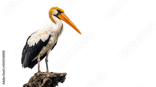 Rare painted stork standing Transparent background, PNG file