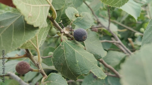 Ficus Carica or the Fresh green fig, summer foods on branches