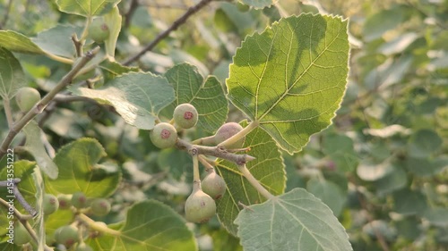 Ficus Carica or the Fresh green fig, summer foods on branches