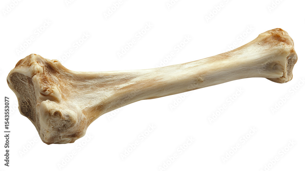 Fototapeta premium A bone with no meat, isolated on transparent background, cut out.