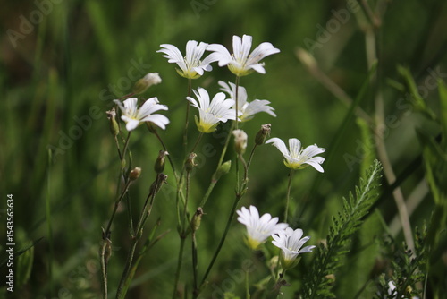 White flowers of field chickweed (Cerastium arvense) in wild