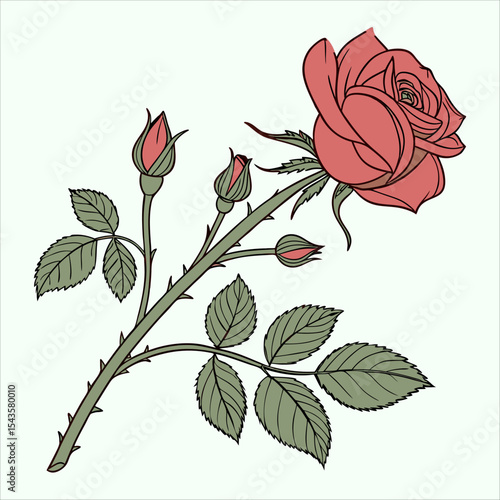 Rose Blossom in Bloom: A detailed illustration of a blossoming rose, showcasing the elegance and beauty of a classic flower, ideal for botanical themes.