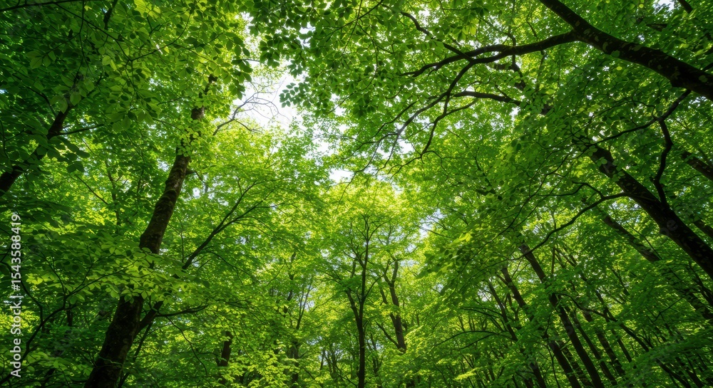 Fototapeta premium Lush Canopy: View of Dense Forest with Bright Green Leaves and Sunlight