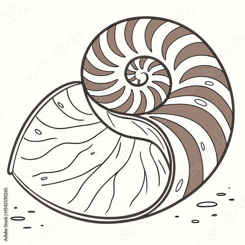 Nautilus shell vector illustration with intricate details and elegant spiral shape