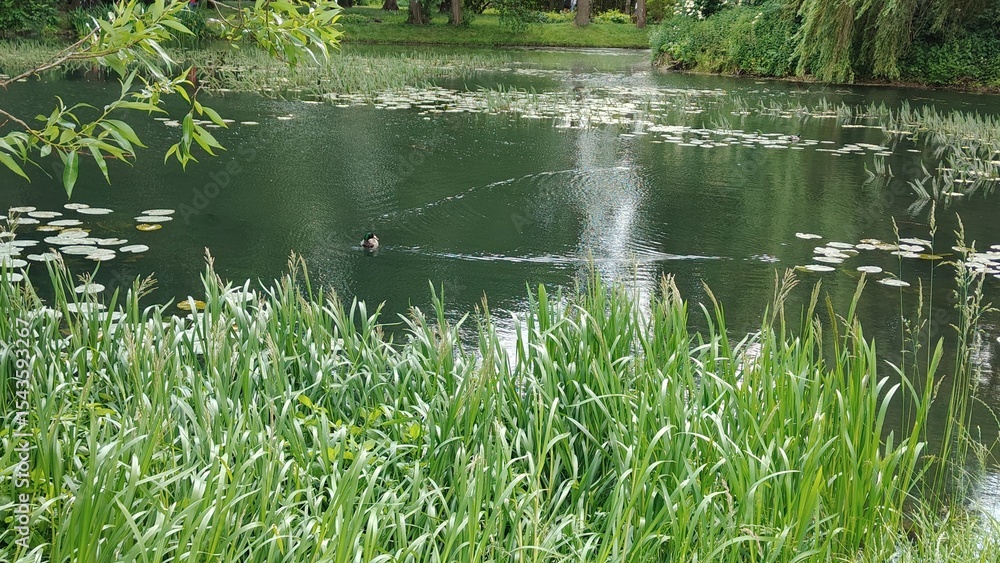 Obraz premium beautiful view of the lake